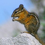 Least chipmunk (Neotamias minimus / Tamias minimus) on rock in the Yellowstone National Park, Wyoming, US
